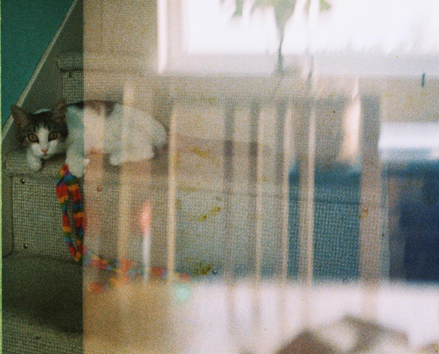 A double exposure phot of a tabby and white kitten on the stairs, playing with a rainbow coloured toy. The double exposure is of some dining room chairs against a window.